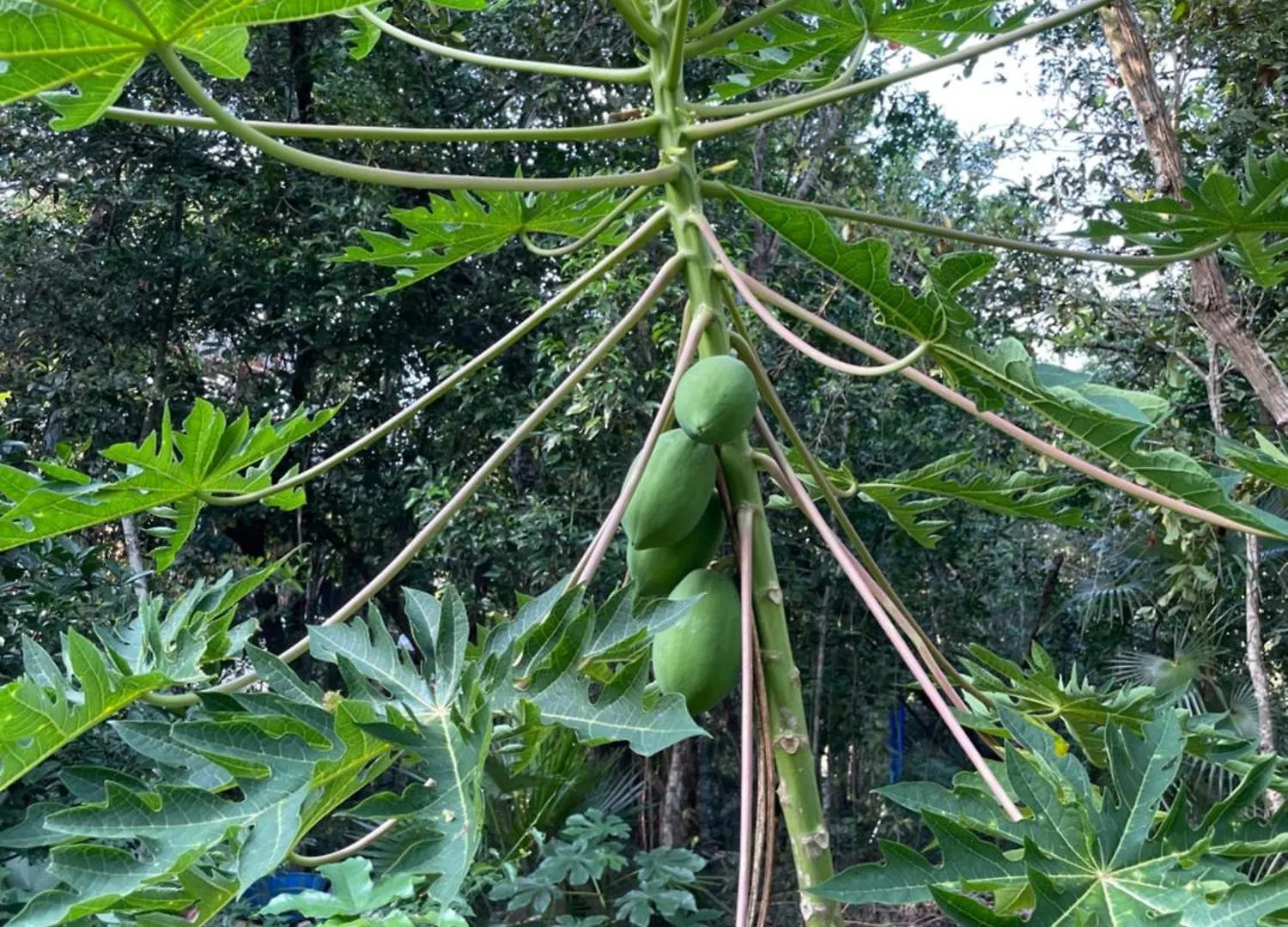 Willa Secluded Jungle Sanctuary For Large Groups Chemuyil Meksyk