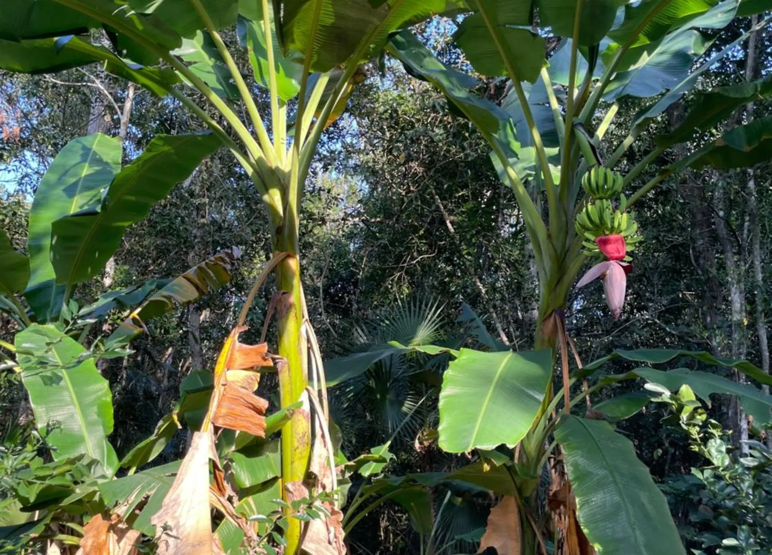 Willa Secluded Jungle Sanctuary For Large Groups Chemuyil 0*,  Meksyk